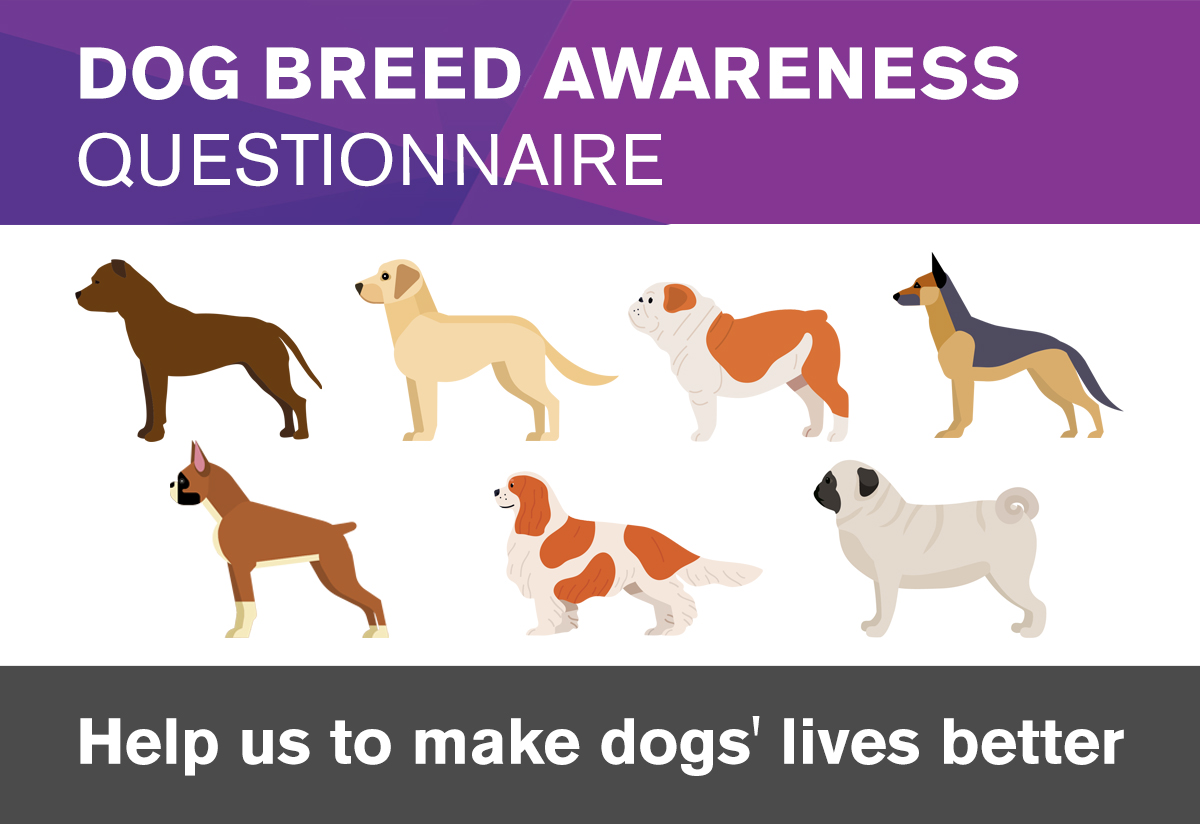 Choosing a best sale dog breed questionnaire